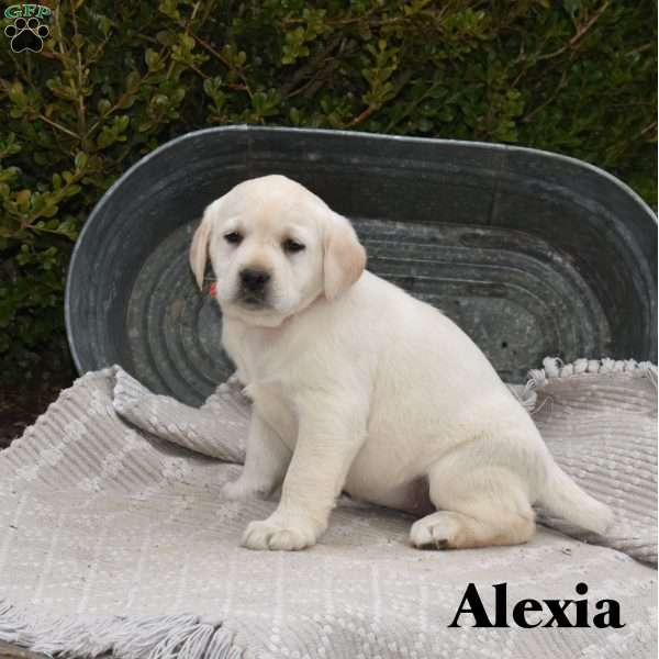 Alexia, Yellow Labrador Retriever Puppy